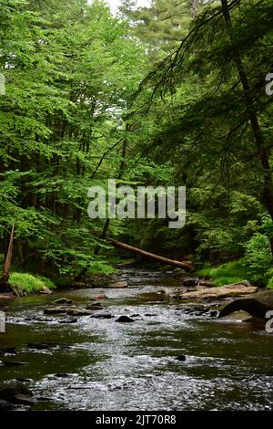 A scenic shot of a river surrounded with beautiful green trees in the cook forest state park Stock Photo