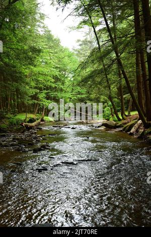 A vertical shot of a flowing river in the cook forest state park Stock Photo