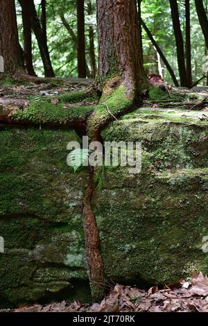 A beautiful shot of a tree root in the cook forest state park Stock Photo