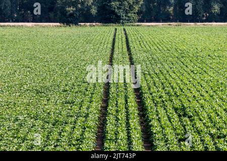 A field of sugar beet, Beta vulgaris subsp. vulgaris, growing in Norfolk. Stock Photo