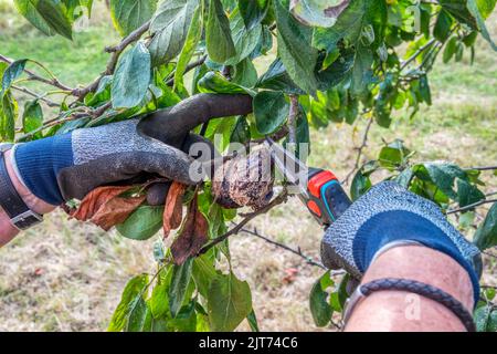 Plums with brown rot are removed from the tree to avoid future infection. Stock Photo