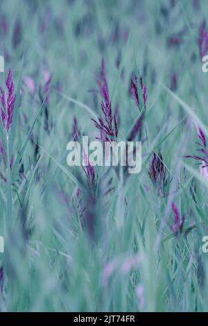 light green colored swamp or moor grass with purple stalks, molinia caerulea, pattern Stock Photo