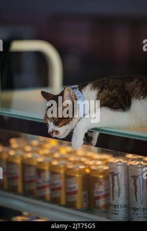 A vertical shot of white and brown chubby cat sleeping on top of a fridge Stock Photo