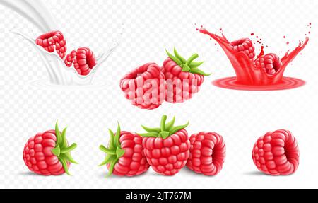 Collection of ripe raspberries isolated on transparent background. Raspberry in a splash of juice with drops, raspberries in a splash of milk or yogur Stock Vector