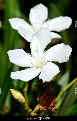 Oleander, Laurier-rose, Nerium oleander, leander, Budapest, Hungary, Magyarország, Europe Stock Photo