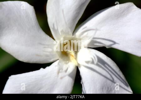 Oleander, Laurier-rose, Nerium oleander, leander, Budapest, Hungary, Magyarország, Europe Stock Photo