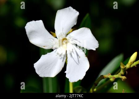 Oleander, Laurier-rose, Nerium oleander, leander, Budapest, Hungary, Magyarország, Europe Stock Photo