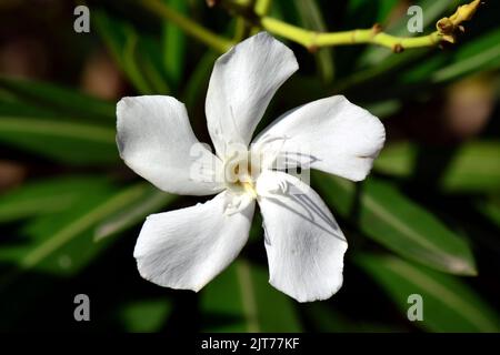 Oleander, Laurier-rose, Nerium oleander, leander, Budapest, Hungary, Magyarország, Europe Stock Photo