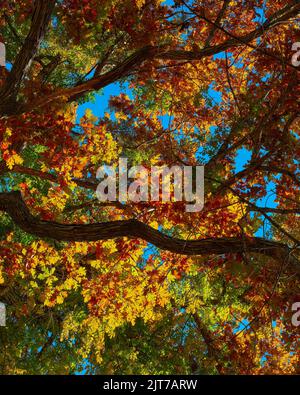 Looking upwards through colorful fall foliage. Stock Photo