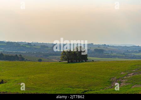 Extensive cattle ranch in southern Brazil. Rural landscape. Campos do ...