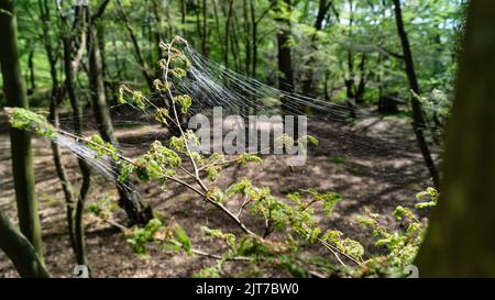 Cankerwork larva silk covering woodland trees Stock Photo