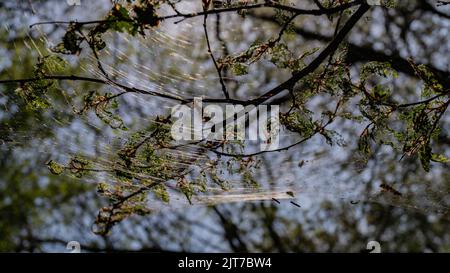 Cankerwork larva silk covering woodland trees Stock Photo