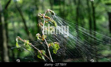 Cankerwork larva silk covering woodland trees Stock Photo