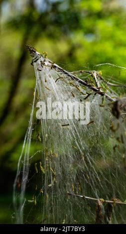 Cankerwork larva silk covering woodland trees Stock Photo