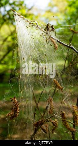 Cankerwork larva silk covering woodland trees Stock Photo