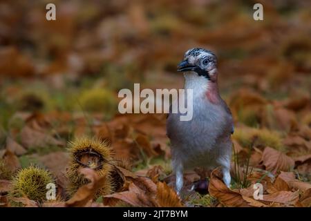 Eurasian Jay in fall ( Garrulus glandarius) in fall foliage  with chestnuts Stock Photo