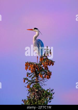 A grey heran sitting on top of a common spruce during a sunset , the sky is purple/ pink , with lots of cones haning down from the spruce Stock Photo