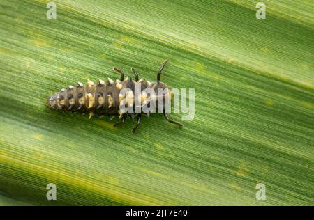 Macro photo of larvae of ladybug also known as Ladybird beetle on the sugarcane leaf It important insect for agriculture crop to check population. Stock Photo