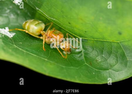Queen of weaver ant with her eggs on the leaf. Selective focus used. Stock Photo