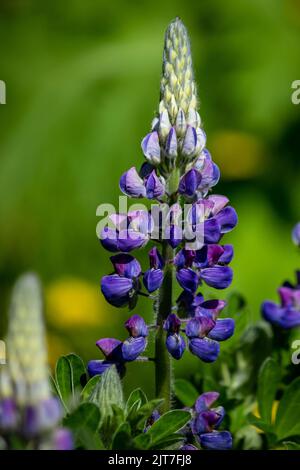 A vertical shot of a large-leaved lupine in a garden in Kenai Alaska Stock Photo