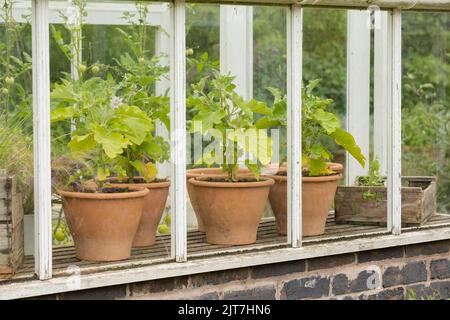 tomatoe plants in brown ceramic plant pots seen through greenhouse windows Stock Photo