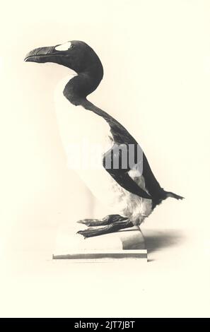 great auk, (Pinguinus impennis), also garefowl, original photo print Stock Photo