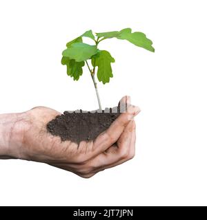 Close up view on the palms holding oak sapling. Plant in the hands isolated on white background. Care of the Environment. Ecology concept Stock Photo