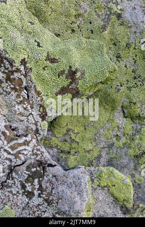 Natural texture of a stone covered with yellow and white lichen. Lichen patterns on a rock surface. Stock Photo