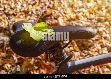A fallen maple leaf lies on a bicycle saddle in the sunlight Stock Photo