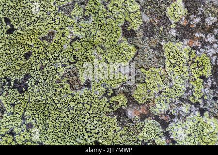 Yellow lichen background on the gray wall stone. A lichen is a composite organism that arises from algae or cyanobacteria living among filaments of mu Stock Photo