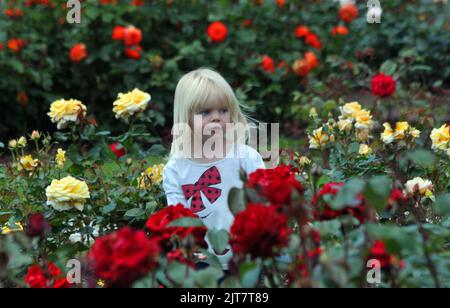 2 YEAR OLD LILY EVANS MAKES THE MOST OF THE WEATHER TO ENJOY A STROLL AMONGST THE ROSES AT THE ROSE GARDEN AT SOUTHSEA, HANTS. PIC MIKE WALKER, MIKE WALKER PICTURES,2012 Stock Photo