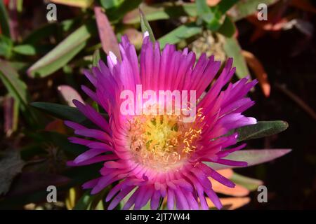 Carpobrotus acinaciformis ( Elands sourfig, Elandssuurvy or Sally -my handsome ) is a succulent perennial of the family Aizoaceae, native to South Afr Stock Photo