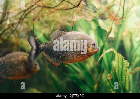 Close up of aquarium water with fishes. Underwater life Stock Photo