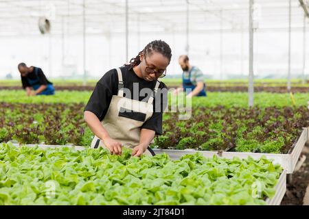 Agricultural engineer cultivating organic plants checking for pests in hydroponic enviroment looking at green leaves in greenhouse. African american woman inspecting lettuce doing quality control, Stock Photo