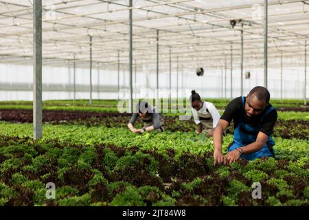Diverse group of greenhouse workers cultivating different types of lettuce and microgreens in hydroponic enviroment. People working hard checking plants development and picking harvest for delivery. Stock Photo