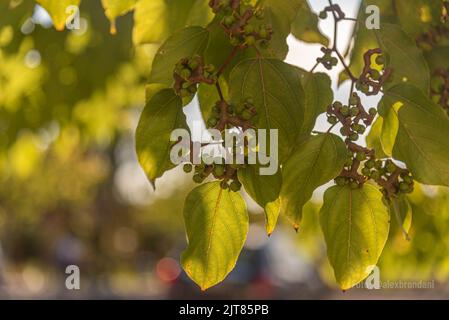 Ligustrum lucidum leaves and flowers on blue background. tree native to China, widely used in urban afforestation. Landscaping plant. Stock Photo