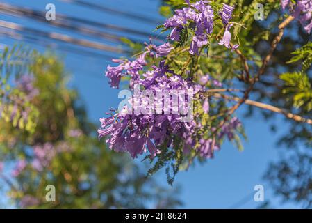Lilac flowers of the Jacaranda tree mimosifolia, D. Don. Ornamental tree of the Bignoniaceae family, native to Argentina, Bolivia and southern Brazil Stock Photo