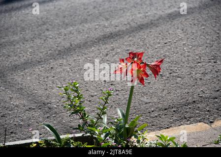 Red flower of Lilium sp. ornamental flowers of the genus Lilium L. of the Liliaceae family, originating in the northern hemisphere with occurrences in Stock Photo