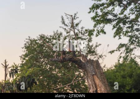 Bird Turdus rufiventris perched on dry tree branch. Native bird of several countries in South America, such as Argentina, Brazil, Bolivia, Uruguay and Stock Photo