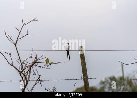 Tyrannus savannah bird perched on rural fence wire. Also known as scissors, scissor, treasurer and field scissor. The earwig is a passerine bird in th Stock Photo