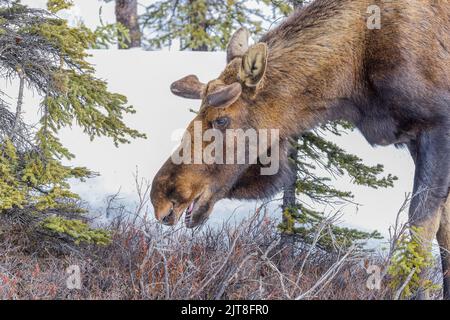 A Young Bull Moose in Alaska Stock Photo