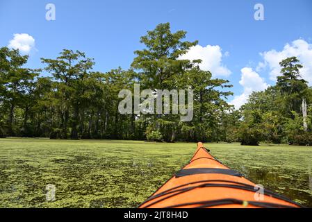 Kayaking through the cypress forest and murky waters of Merchants Millpond State Park in North Carolina. Stock Photo
