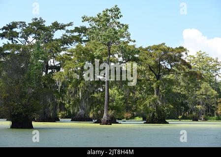 The cypress tree forest in the murky waters of Merchants Millpond State Park in North Carolina. Stock Photo