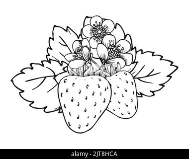 Strawberry blooming bush closeup hand drawn coloring book page. Two whole ripe berries with blossom flowers and leaves black and white sketch. Outline clip art for print greeting card poster patches Stock Vector