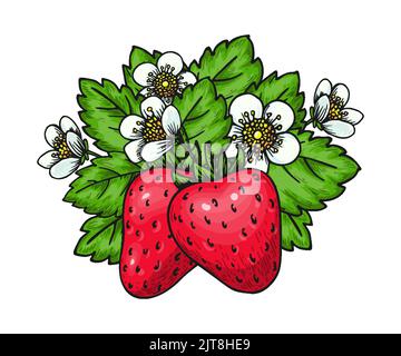 Strawberry flowering realistic hand drawn illustration. Fresh ripe mellow red berries with blooming flowers and green leaves. Wild strawberries bunch for magazine card, menu, labels, patch, poster Stock Vector