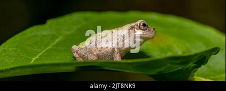 A panorama of an inquisitive Cope's Gray Treefrog (Hyla chrysochelis) on a nice green leaf. Raleigh, North Carolina. Stock Photo