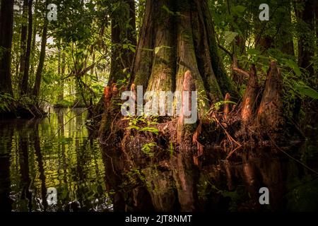 A scenic display of cypress tree knees in the swamp along the kayaking trail at Robertson Millpond Preserve, a Wake County Park in North Carolina. Stock Photo