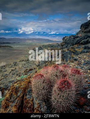 Cottontops, Echinocactus polycephalus, Clearing Storm, Echo Canyon, Death Valley National Park, California Stock Photo