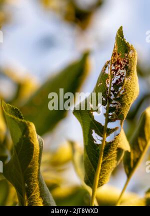 Green leaves damaged by insects in the morning light Stock Photo