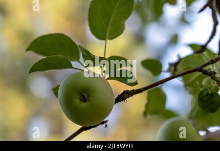 Green apples on the tree. Apple branch with fruits. Stock Photo